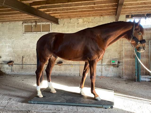 Balances d'occasion - HIPPOCENTER 