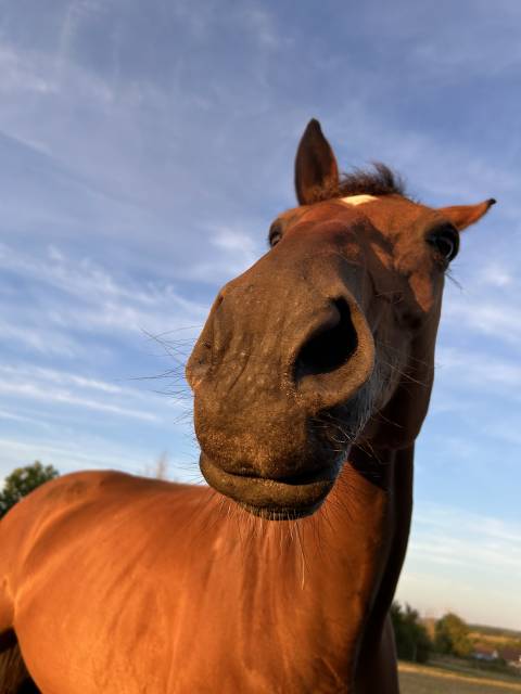 Jument selle français 