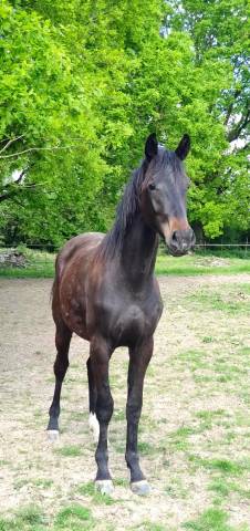 Pouliche pp hanovrien - 2 ans - origines dressage