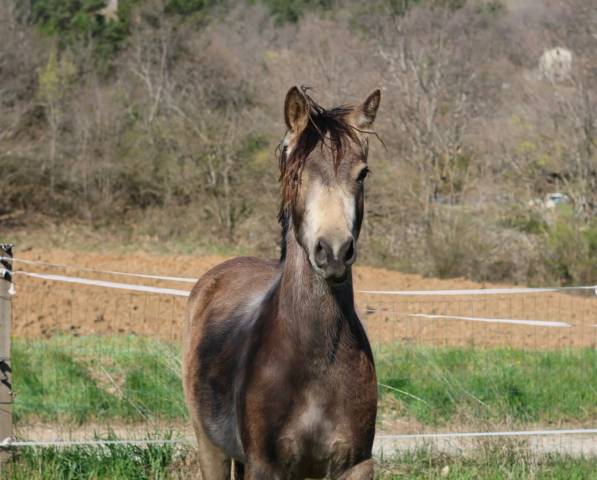 Jument - pfs - 2 ans - dressage - france