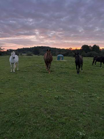 Pension chevaux - ecurie les prés neufs - 70400 