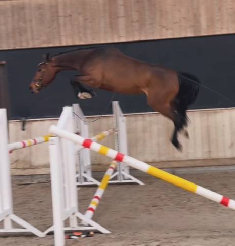 Superbe jument de 4 ans avec beaucoup de qualités 