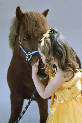 Poney hongre onc (type shetland) 3 ans, 1m