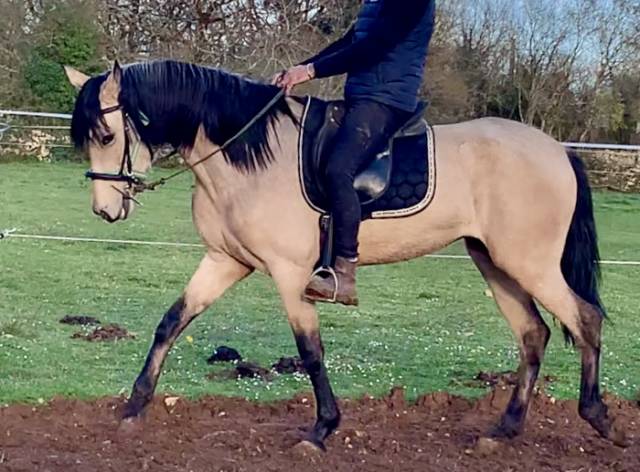 Jument ibérique isabelle 