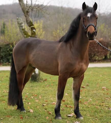 Kenzo du val poney d'avenir.