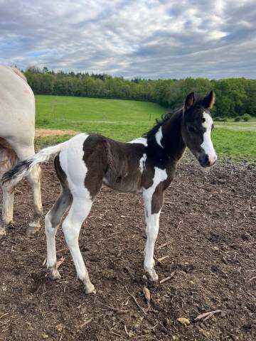 Poulain pp paint horse