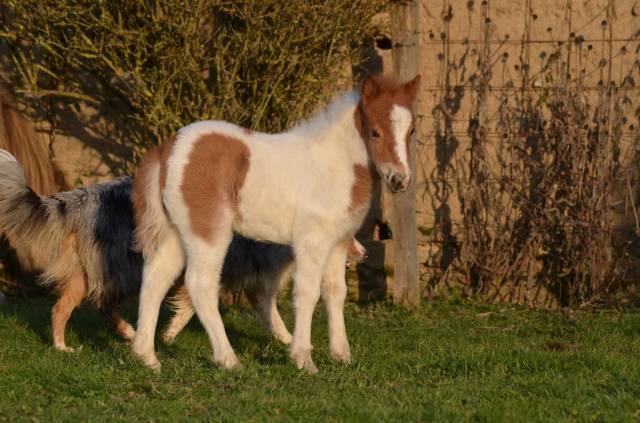 Pouliche oc type shet