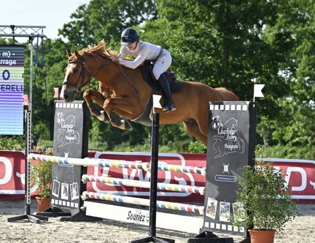 Cheval amateur élite