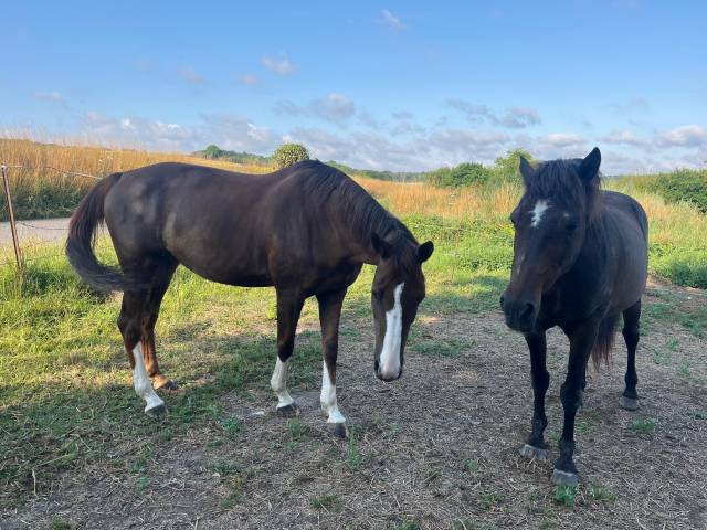 Jument cso demi sang anglo-arabe,