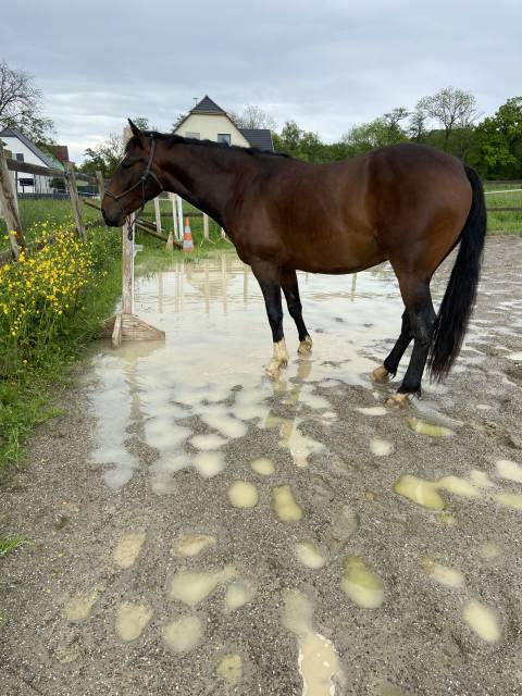 Lusitanien - hongre 7 ans 