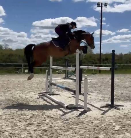 Jument 6 ans / belles origines / modèle / respect 