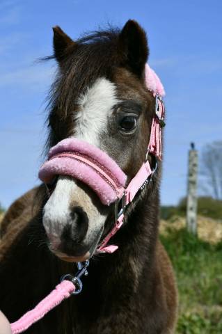 Ponette, welsh mountain pony
