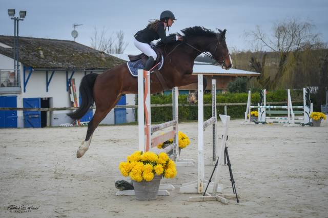 Cheval beau potentiel à finir de former 