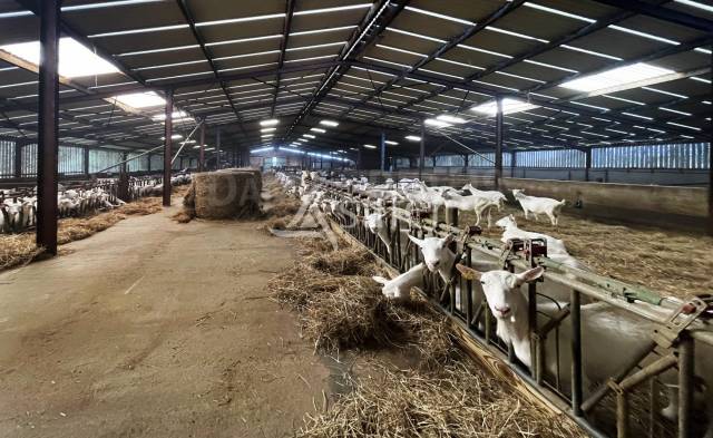 Exploitation caprine + transformation à la ferme