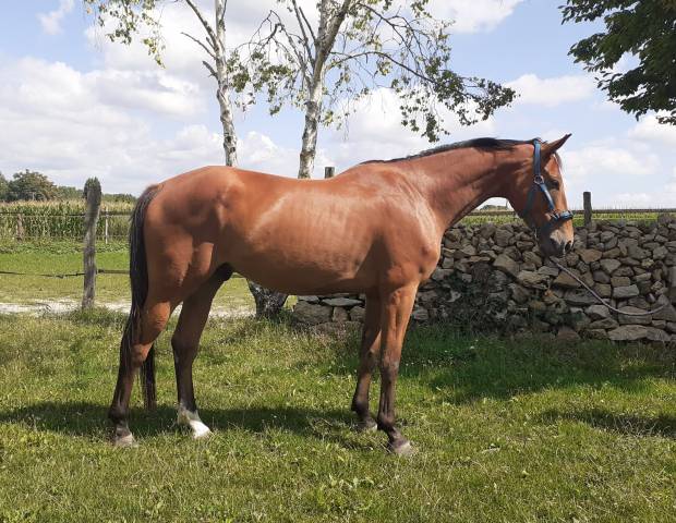 Hongre selle français 5 ans 1.73m