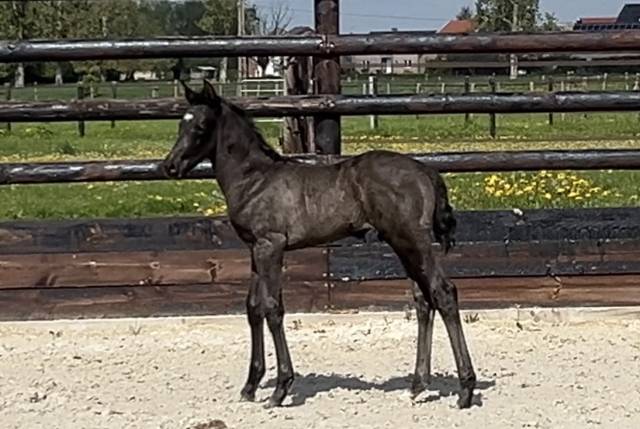 Zonik plus foal mâle 2026 à réserver