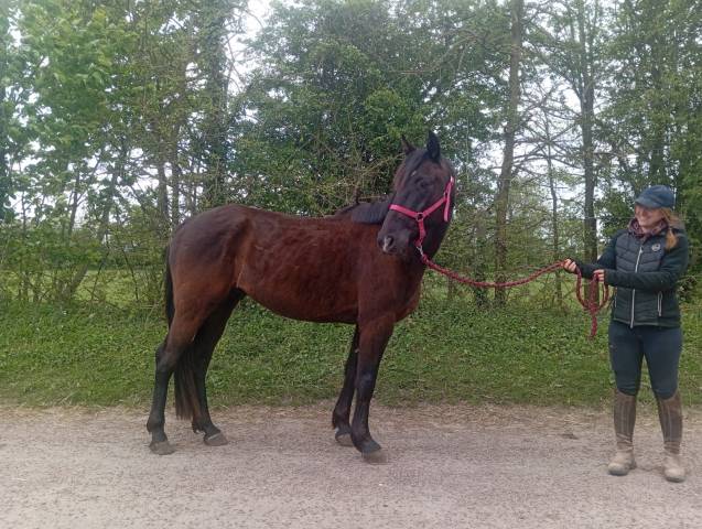 Hongre tf noir de 5 ans