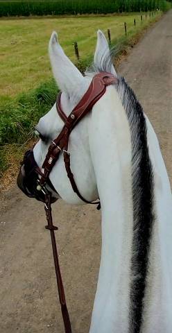 Bridon CWD Flexmotion avec r&ecirc;nes biothane CWD