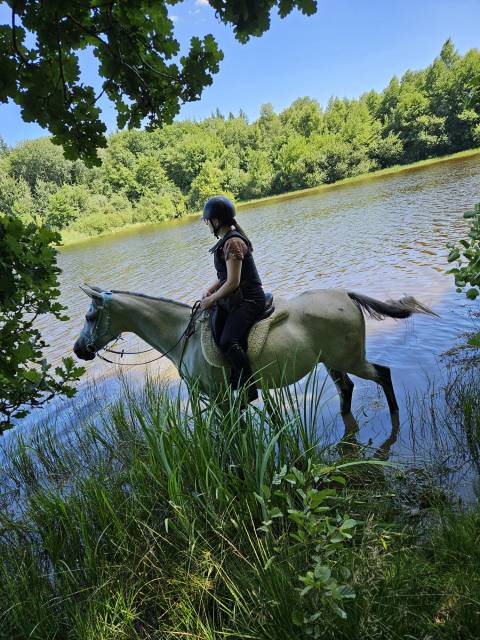 2 juments arabes par osborn **** (sadepers)