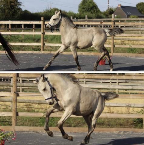 Superbe pouliche à la génétique 5*