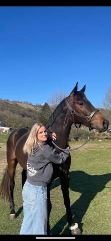 Cheval bai foncé de 5 ans 