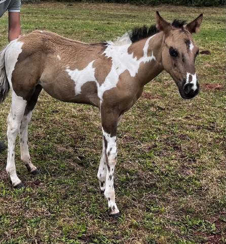 Poulain pp paint horse 