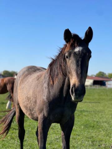 Hongre selle français 2 ans