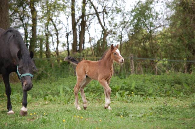 Welsh origines sport