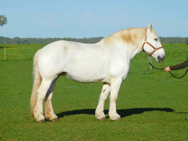 Jument percheronne 