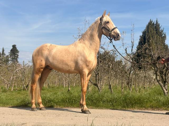 Exceptionnel pre palomino