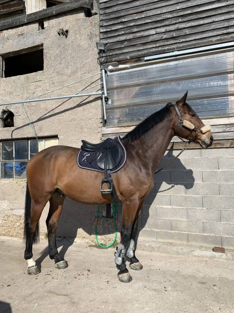 Cheval de loisir hongre de 14 ans 