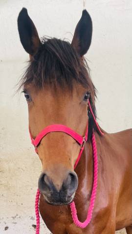 Diamant oldenburg 6 ans, gros potentiel 