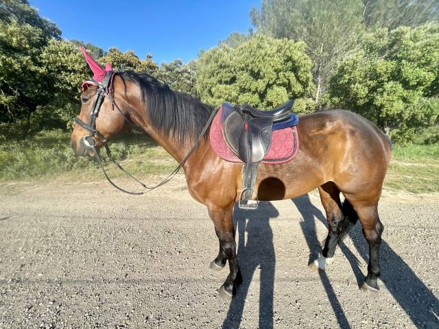 Diamant oldenburg 6 ans, gros potentiel 