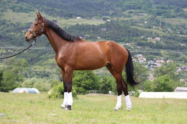 Hongre - selle français- 6 ans - dressage - france
