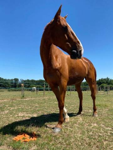 Demi pension ouest lyonnais 