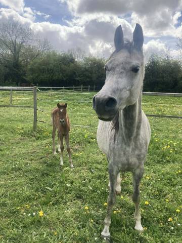 Poulinière + pouliche