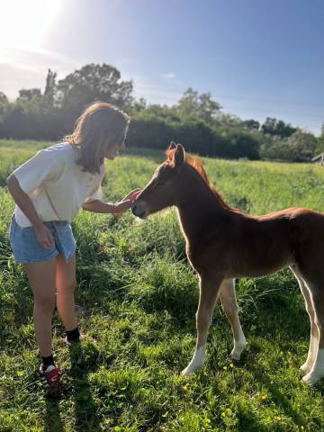 Poulain par jogry d’odival 