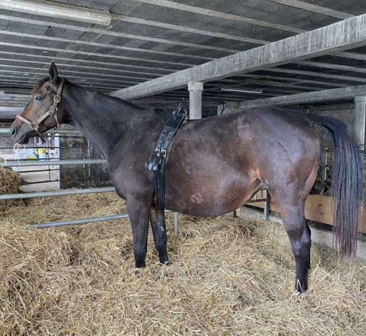 CEINTURE POULINAGE A VENDRE 450 E