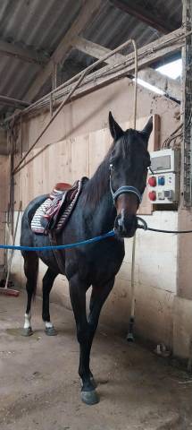 Adorable jument ps de 6 ans