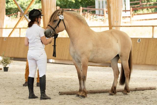 Ponette - fjord - 8 ans - dressage & loisir - france