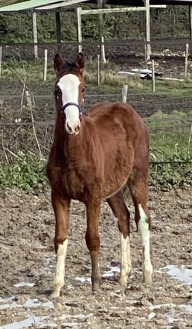 Très joli poulain 2025