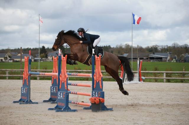 A vendre selle français 6 ans 