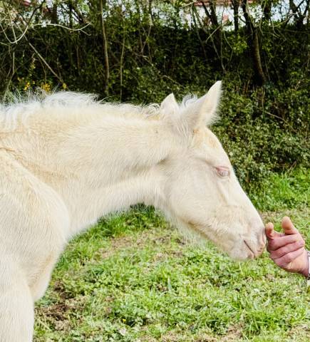 Magnifique poulain cremelo 