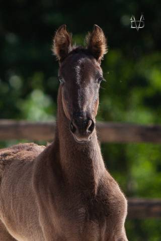 Pouliche pure race espagnole noire