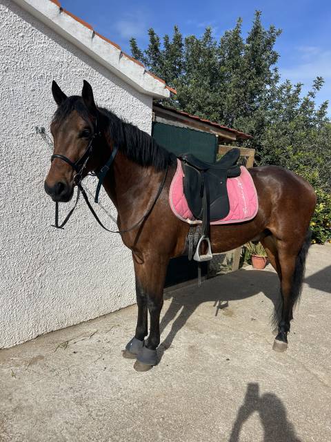 Potro pre yeguada militar 