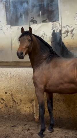 Cheval pur race espagnol isabelle 