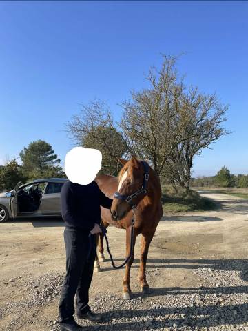 Jument à vendre – 9 ans – trotteur français 