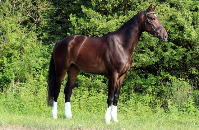 Hongre - kwpn - 7 ans - dressage / polyvalent - france