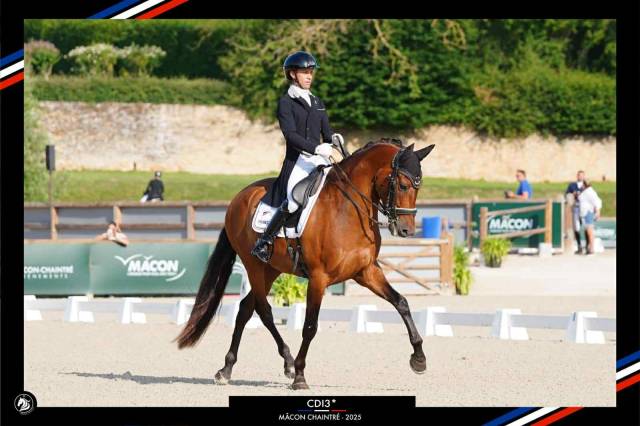 Hongre - pre - 13 ans - dressage / gp - france 