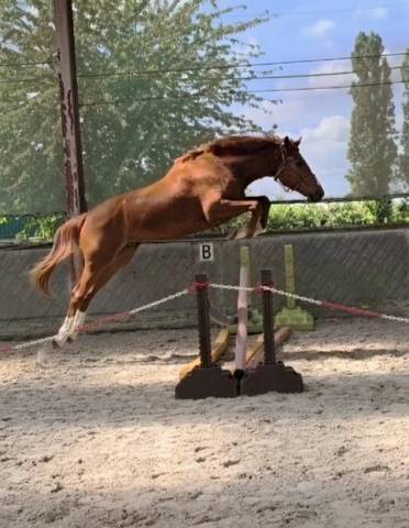 Magnifique hongre sf de 3 ans 